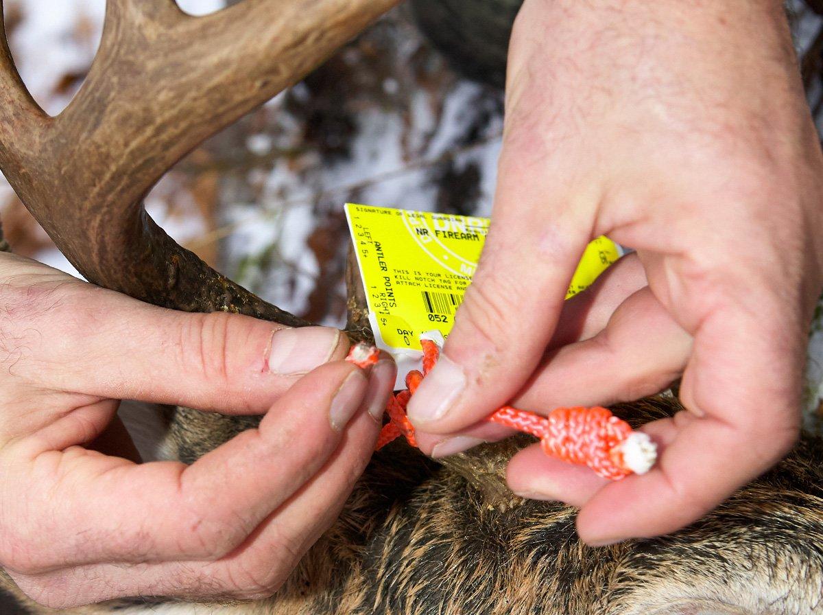 Each state has a different system for tagging deer and reporting deer harvests. (Shutterstock / CLP Media photo)