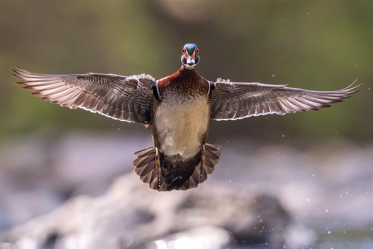 Bright, colorful and bearing a proud conservation legacy, the wood duck might be our all-American wildfowl. Photo © Collins93/Shutterstock