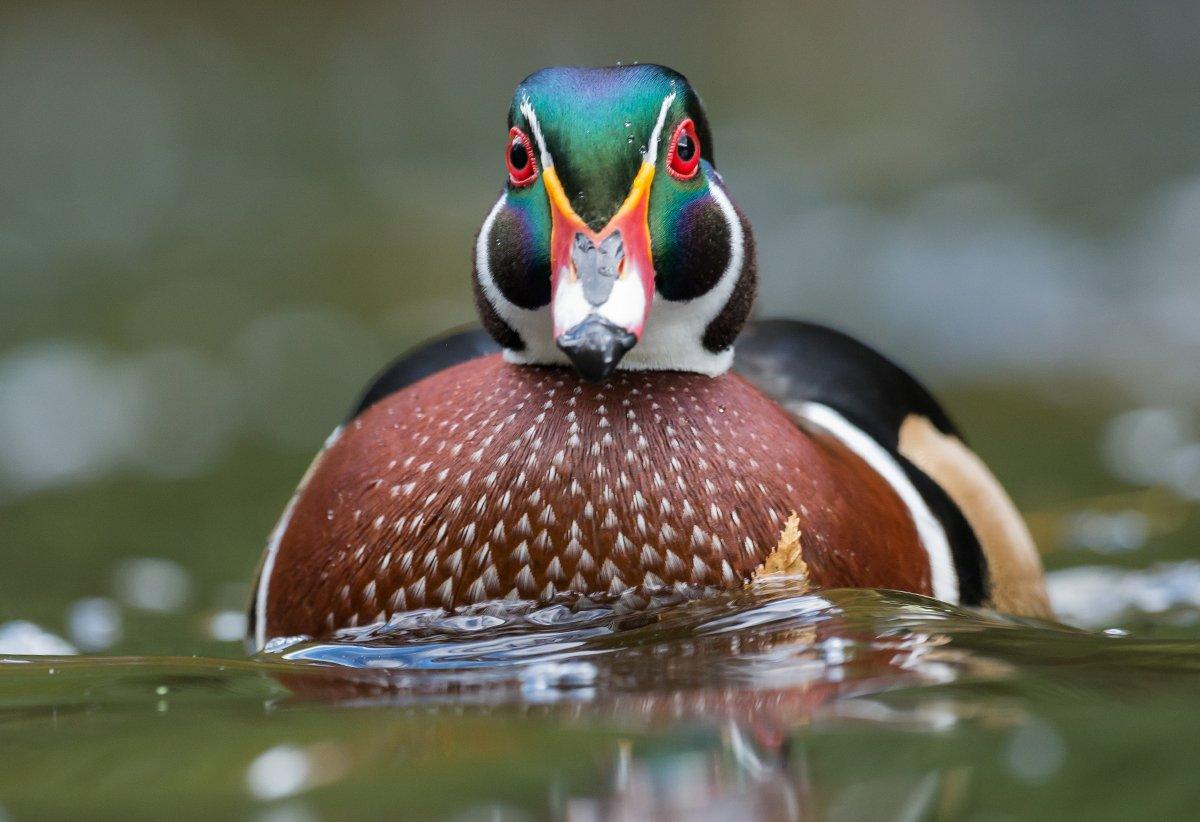 Waterfowlers get a special thrill from watching drakes in full breeding plumage. Photo © Collins93/Shutterstock