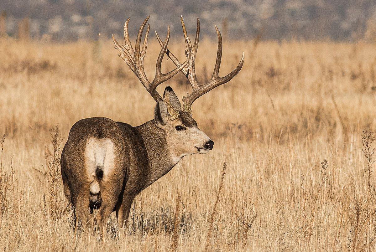 BIG SHOT MULE DEER PRINT