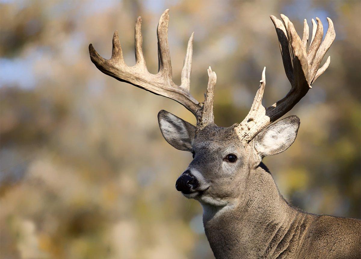 Scoring Your Trophy: non-typical whitetail deer