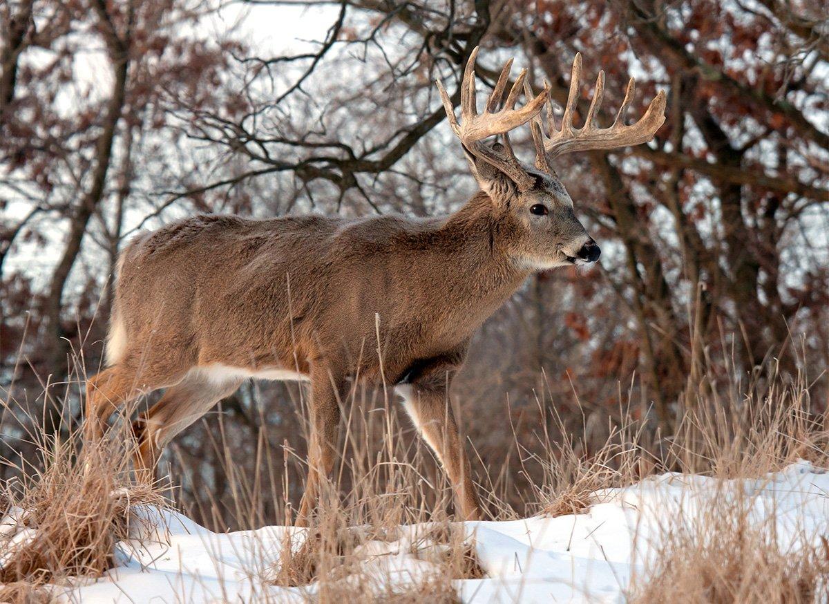 More bucks survive deer season than you think. You just have to find them. (Shutterstock / Critterbiz photo)
