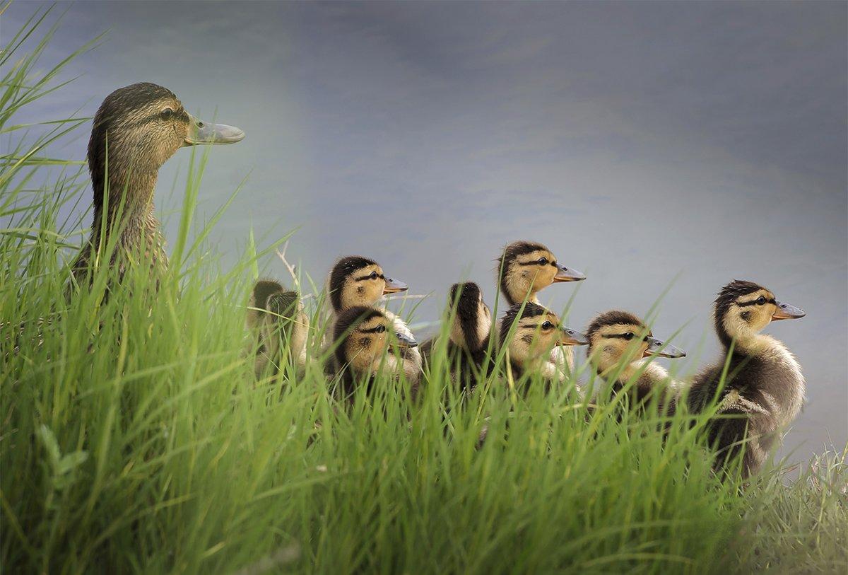 May duck counts in North Dakota looked promising, but a July brood survey will provide a better picture of 2019 production. Photo © Dale Northey/Shutterstock