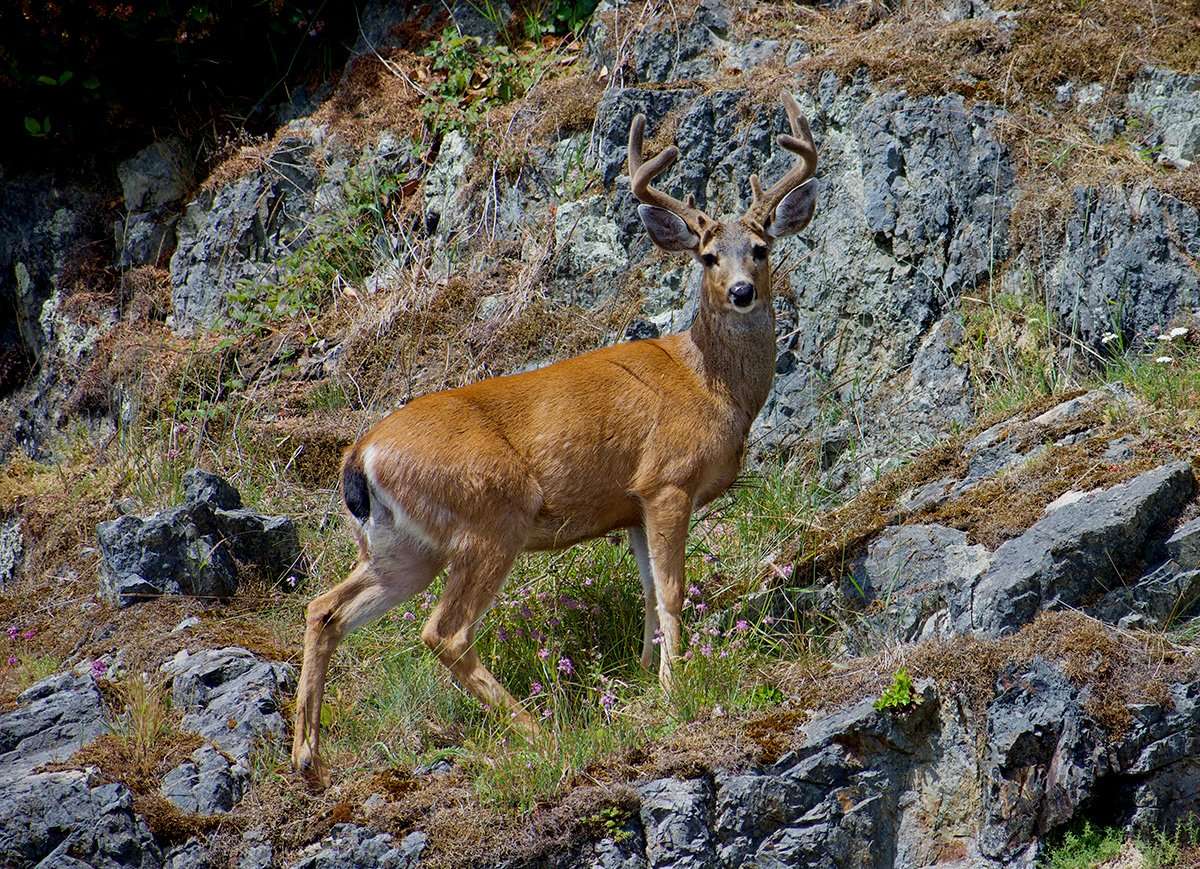 Columbia Black-Tailed Deer