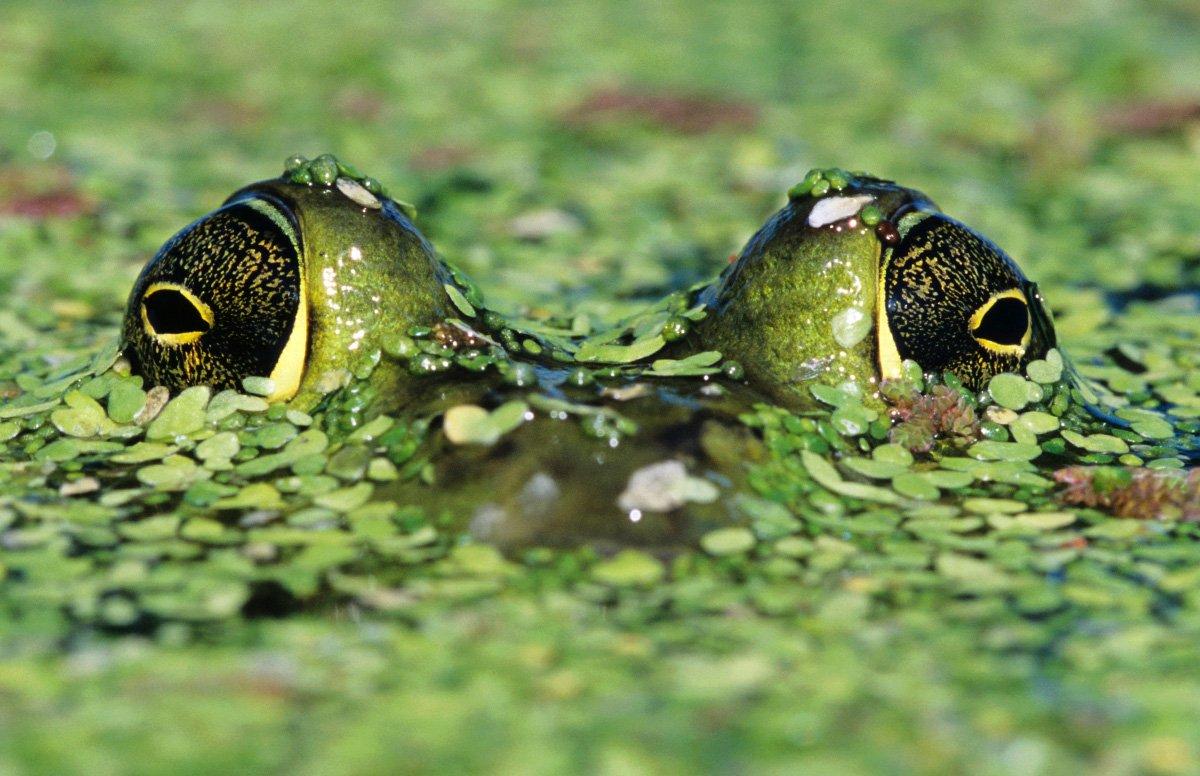 A stud frog peeks from the duck weed. (Danita Delmont / Shutterstock)