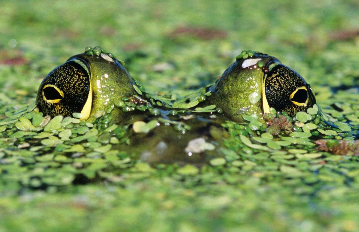 The Dog Pond Bullfrog Story - Realtree Camo