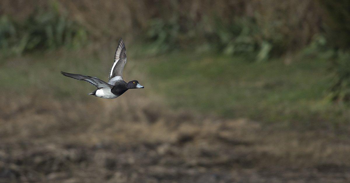 Scaup Top Gun