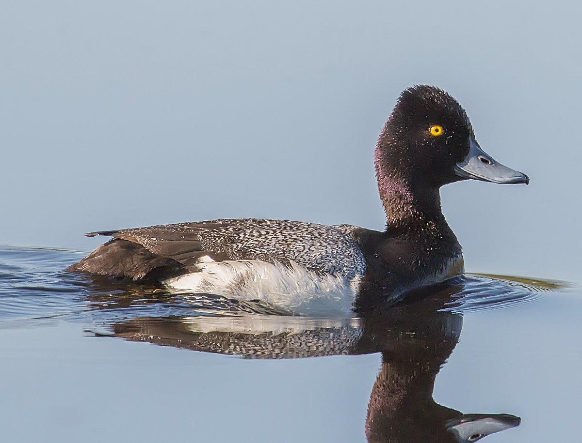 diver ducks in water