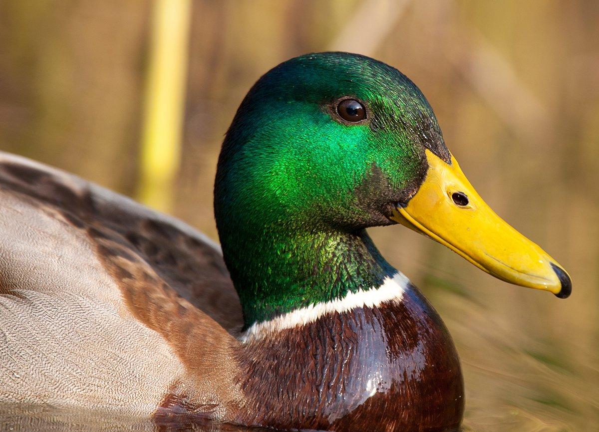 No one would argue that mallards are among the wariest ducks, but are they the most difficult to decoy consistently? Photo © Denis Vesely/Shutterstock