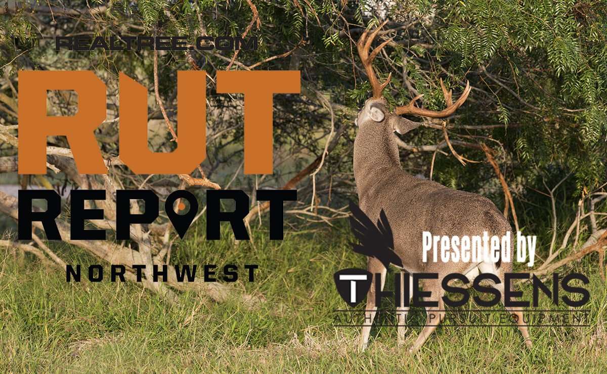Northwest Rut Report: The Pre-Rut Is Peaking - cdennis_w_donohue-shutterstock-rut-nw