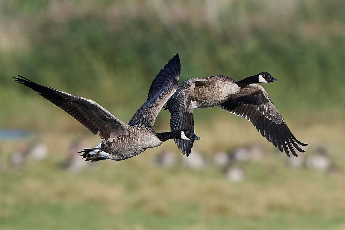 Goose hunters are experiencing good action in Pennsylvania and New York, and hunting will only improve as more corn is harvested. Photo © Dennis Jacobsen/Shutterstock