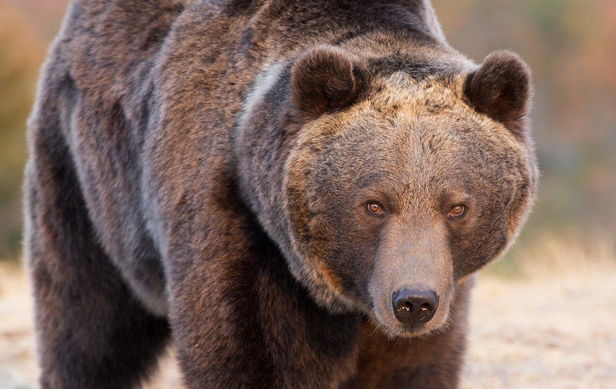 A grizzly bear, likely defending a cub and food source, attacked a father and son hunting in Montana. (© Dennis W Donohue/Shutterstock) 