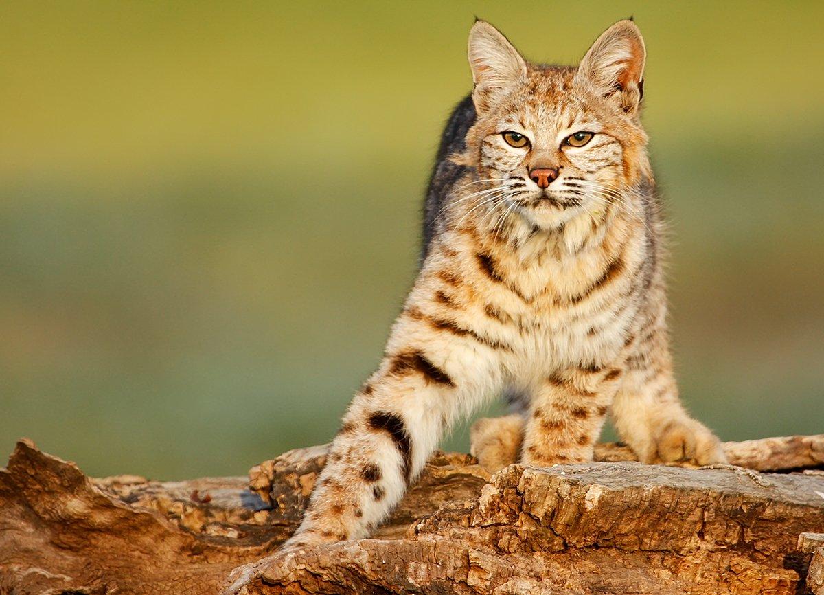 Bobcat Sneaks Into NJ Home 