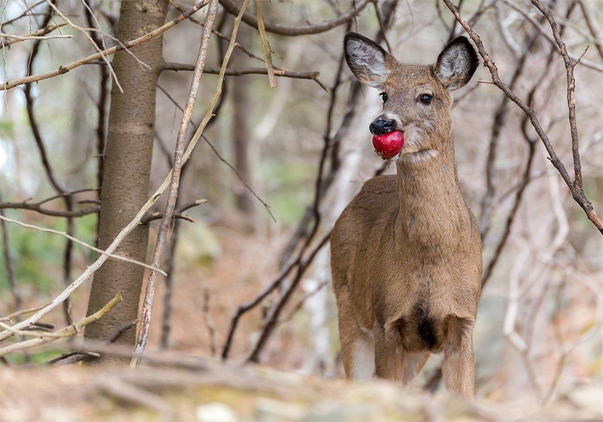 Planting fruit trees on your property can provide long-term wildlife attraction. (Doug McLean / Shutterstock) 