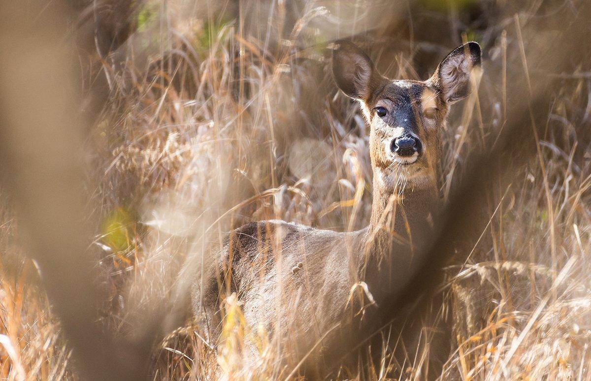 Getting a deer is good. But it's not everything hunting is about. (Shutterstock/CDstroik photo)