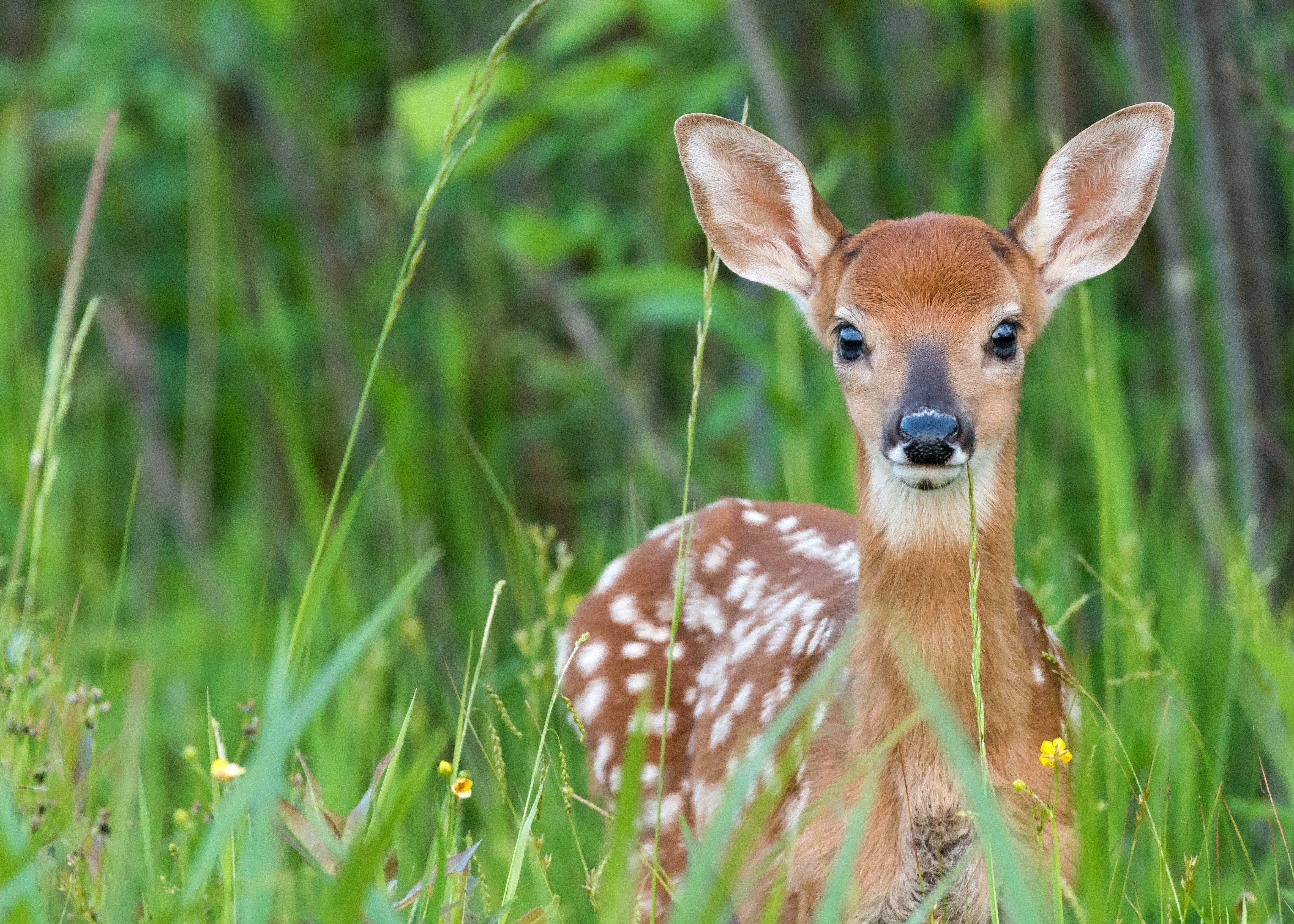 Fawns are most susceptible to coyotes, bobcats and black bears. (Shutterstock / CD Stroik photo)