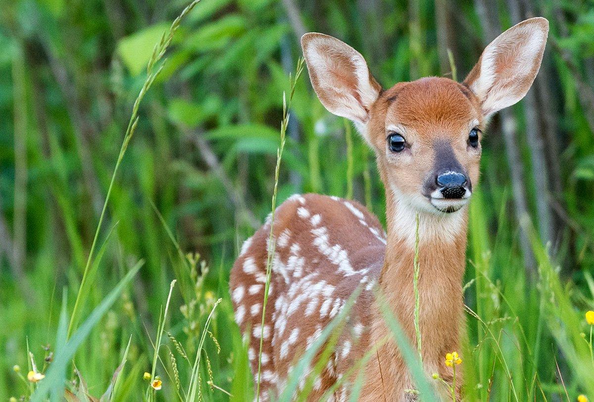 Since last November, 15 fawns were found paralyzed on Martha's Vineyard. Biologists have narrowed the cause, but a definitive source still hasn't been found. (Shutterstock / Stroik photo)