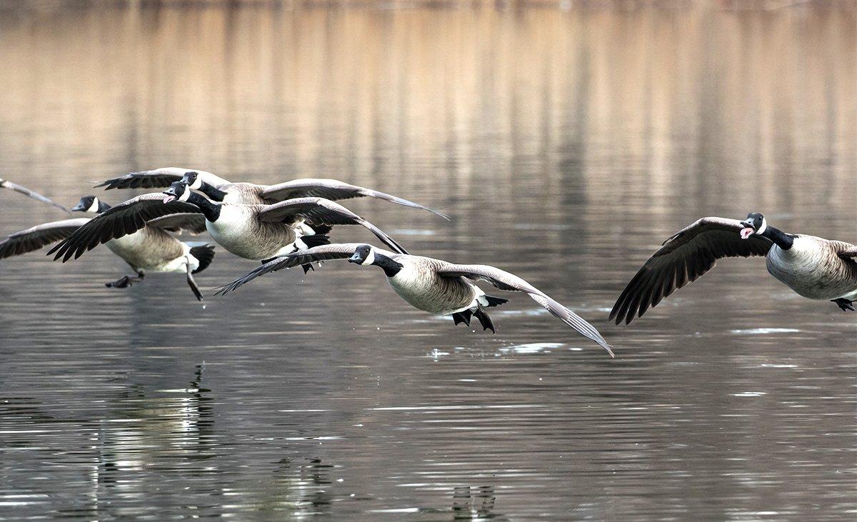 Hunting loafing waters or running traffic on lakes and rivers can pay big dividends on Canada geese. Photo Elliotte Rusty Harold/Shutterstock