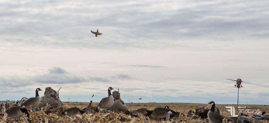 Right now, local birds are providing some Central Flyway action. (Realtree/Banded photo)