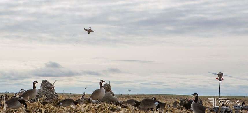 Right now, local birds are providing some Central Flyway action. (Realtree/Banded photo) Right now, local birds are providing some Central Flyway action. (Realtree/Banded photo)