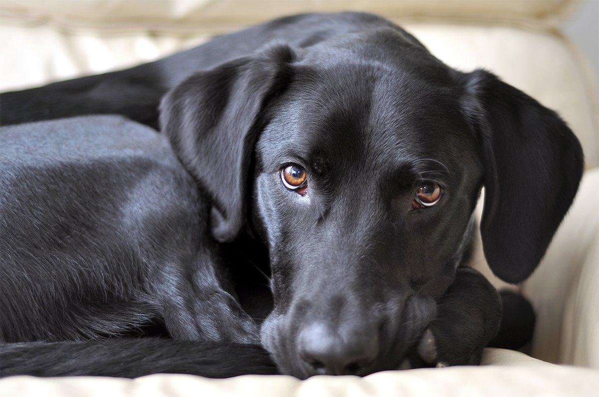 You can almost ensure a poor duck season by letting your dog get rusty and out of shape. Photo © Eric Krouse/Shutterstock