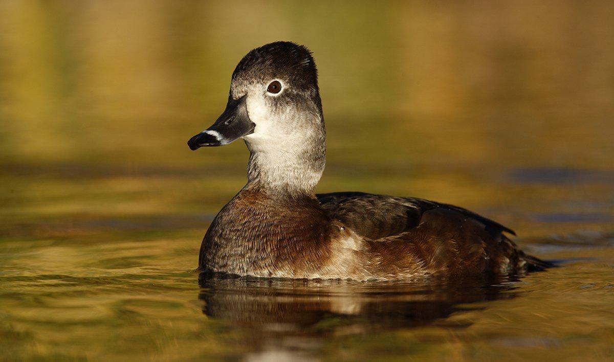 Most of the marked hen ringnecks in Delta Waterfowl's continuing study settled into typical summer patterns. One took an unexpected journey, however. Photo © Erni/Shutterstock