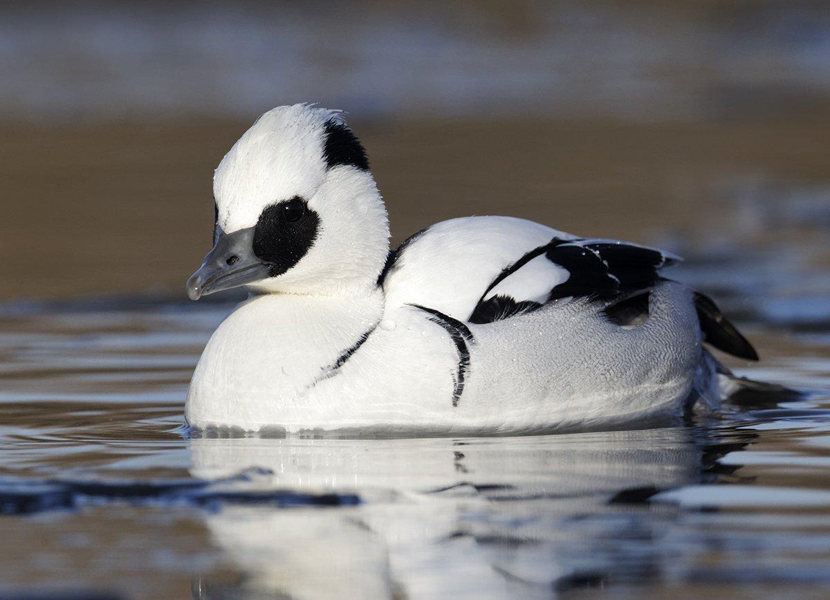 Behold the mighty smew — the author's mythical fourth merganser in the sawbill slam. Photo © Erni/Shutterstock