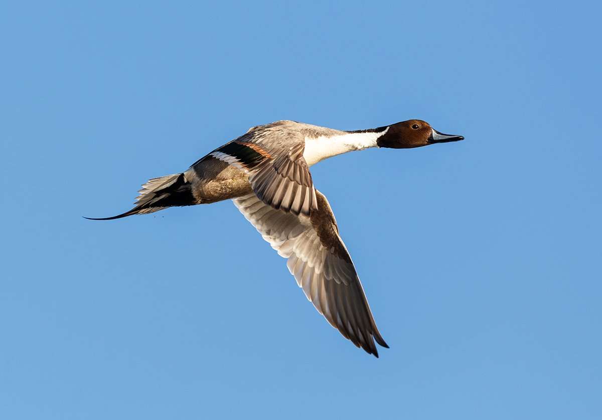 Hunters will be limited to one pintail per day during 2017-'18, which seems strange in the sprig-rich Pacific Flyway. Photo © Feng Yu/Shutterstock