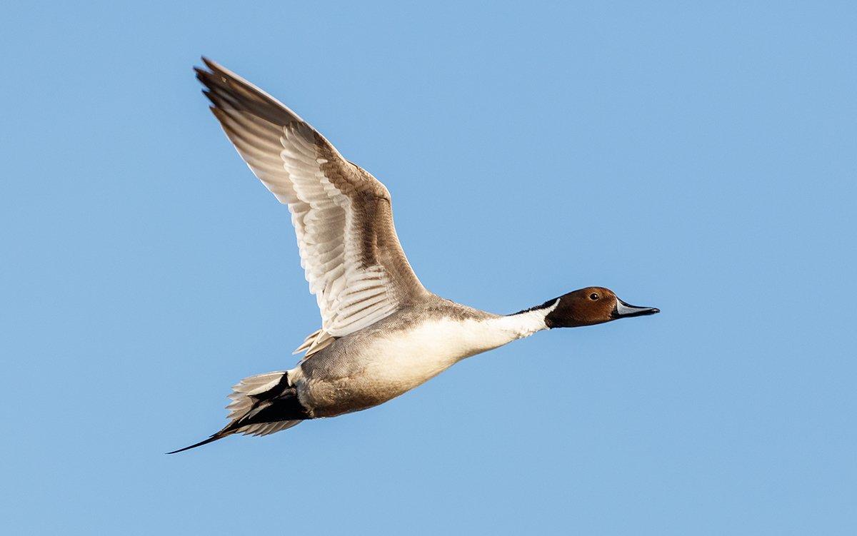 The author witnessed thousands of pintails one evening in Washington, but the birds seemed to disappear days later. Photo © Feng Yu/Shutterstock