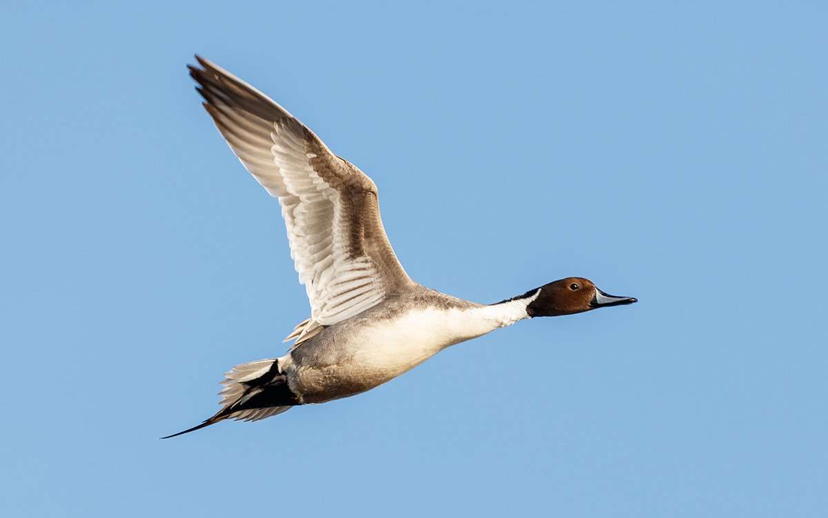 The author witnessed thousands of pintails one evening in Washington, but the birds seemed to disappear days later. Photo © Feng Yu/Shutterstock The author witnessed thousands of pintails one evening in Washington, but the birds seemed to disappear days later. Photo © Feng Yu/Shutterstock