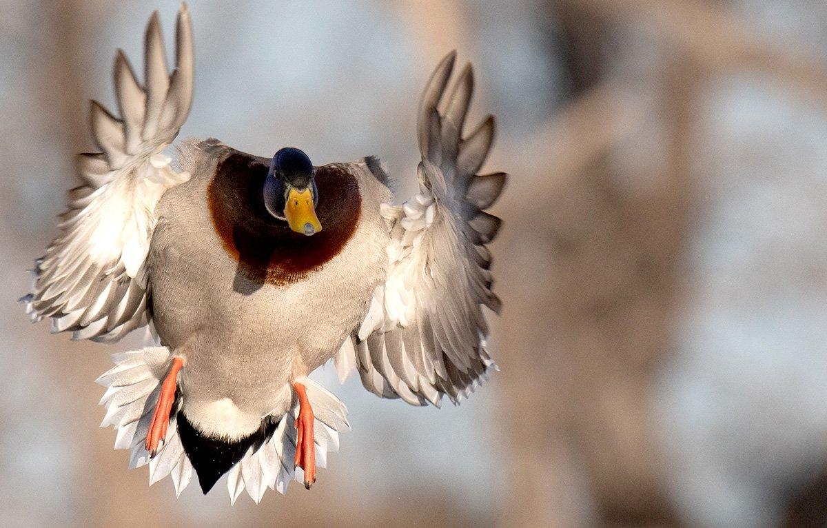  You'll be a more effective, efficient shooter if you square up birds for easy opportunities. Photo © Forrest Carpenter