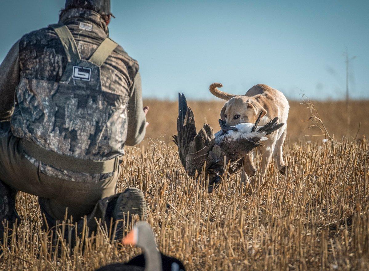 Early-season goose hunting success often requires lots of sweat and scouting, plus an innovative approach. Photo © Forrest Carpenter