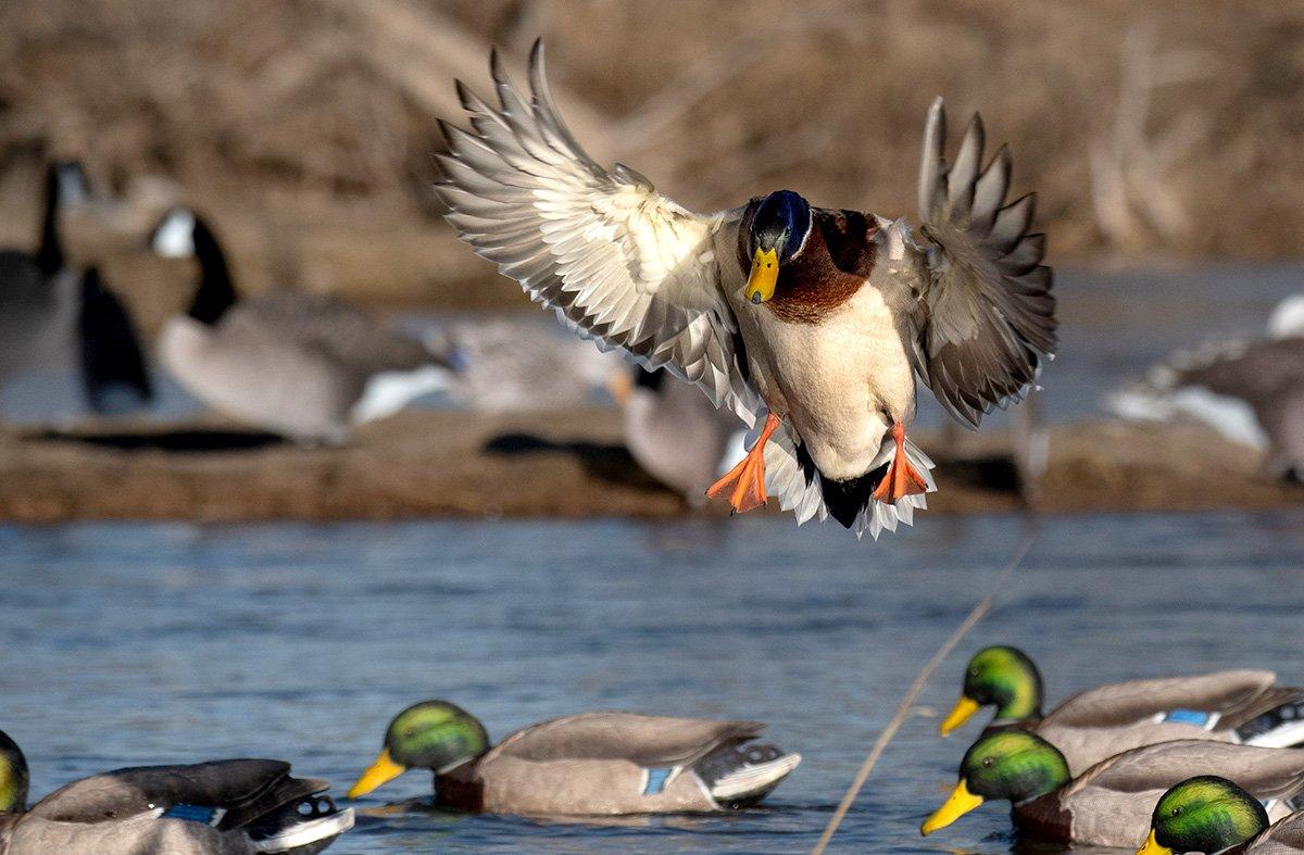 Configure decoy spreads so mallards have a large open hole in which to land. You'll enjoy sure-kill shots. Photo © Forrest Carpenter