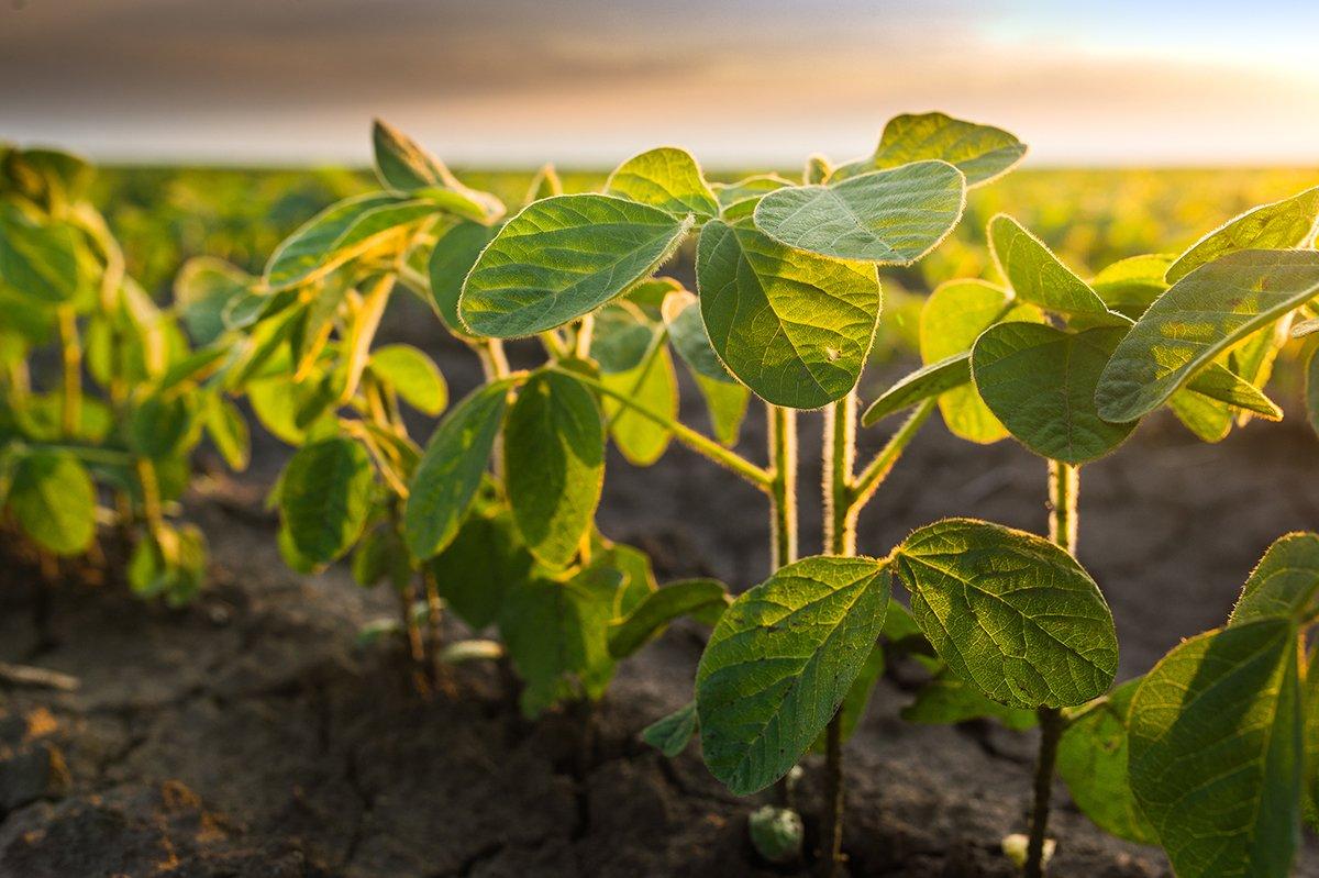 Do you plant soybeans for deer? (Shutterstock / Fotokostic photo credit)