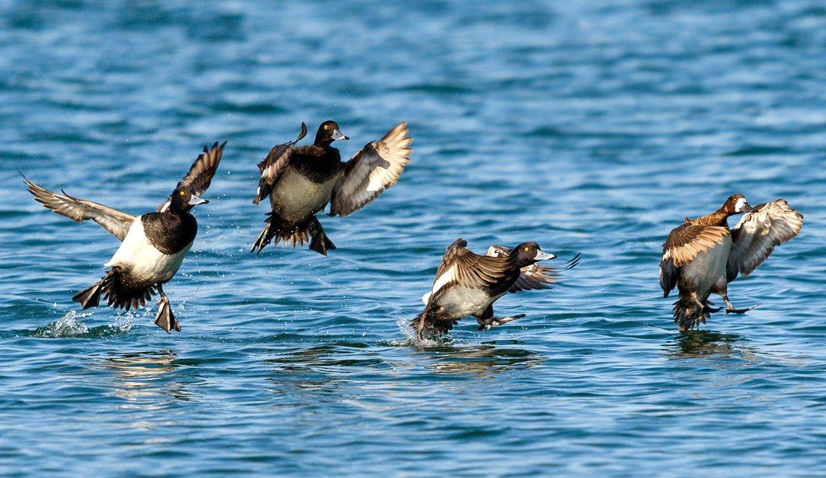 At one point, the action was so steady that we didn't bother anchoring the tender boat or turning off the outboard. Photo © Shutterstock