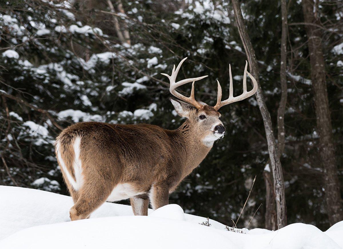 Big Whitetail Buck in Snow