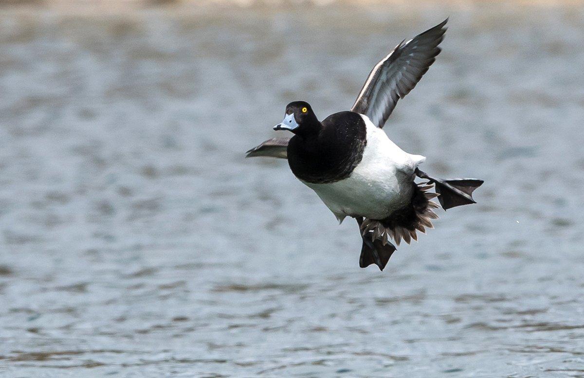 Many hunters love pursuing duck species looked down upon by a few purists. Photo ©FotoRequest/Shutterstock 