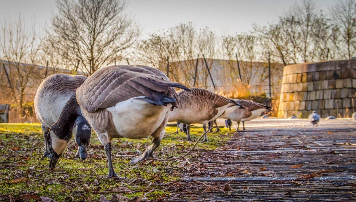 Conventional wisdom holds that city geese live in urban environments throughout their lives. However, a recent study indicates that's not true. Photo © Fowl Manchester/Shutterstock