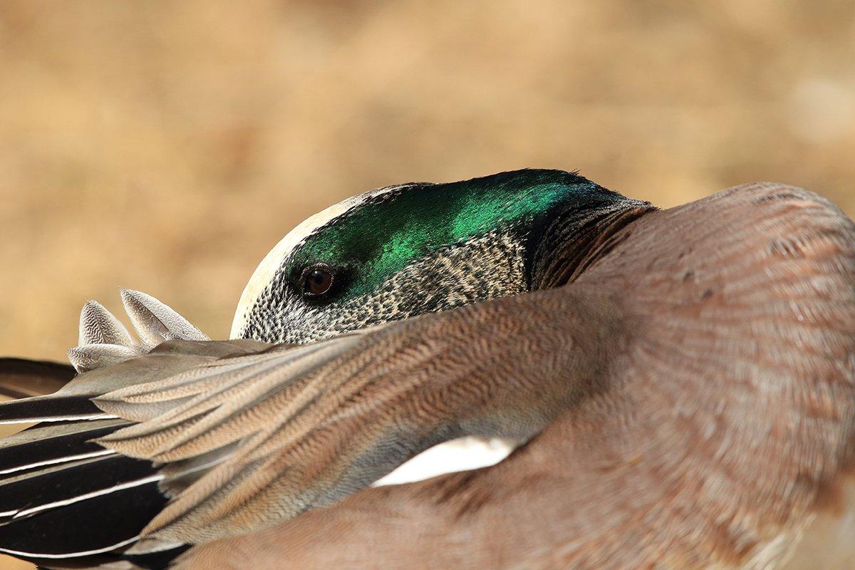 Wigeon