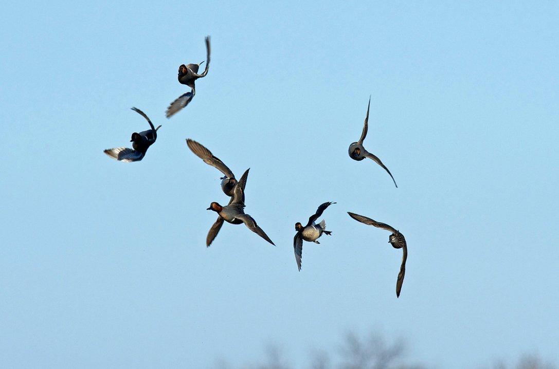 Serioiusly? Have fun with that flock. They might be in and out of your decoys before you can gasp. Photo © Fred Greenslade_Images On The Wildside