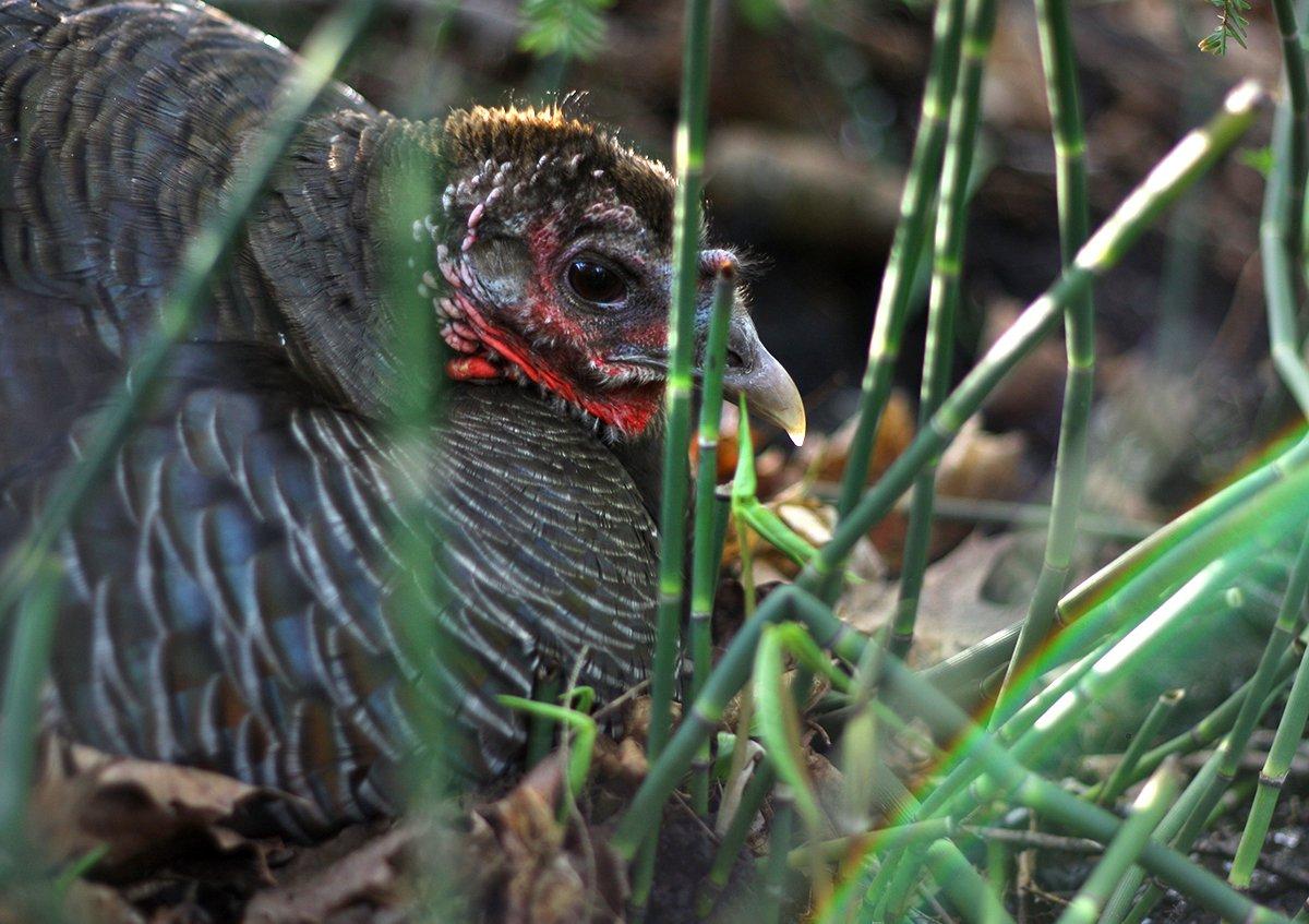 Nesting turkey hens incubate 28 days. (©Ganny Girl/Shutterstock photo)