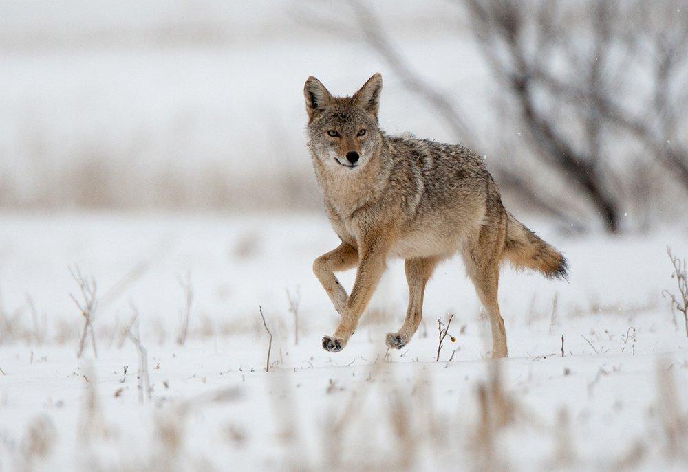 Ever hunted coyotes in the snow? (c) Russell Graves photo