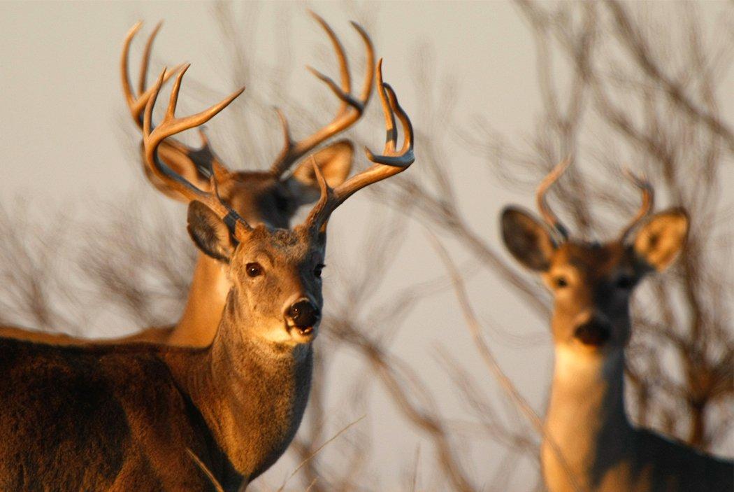 What is the buck density like where you hunt? (Russell Graves photo)