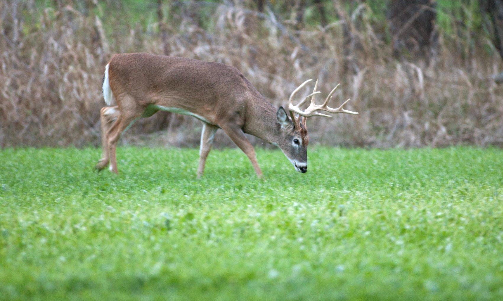 What types of plants do you put in your fall food plots? (Russell Graves photo)