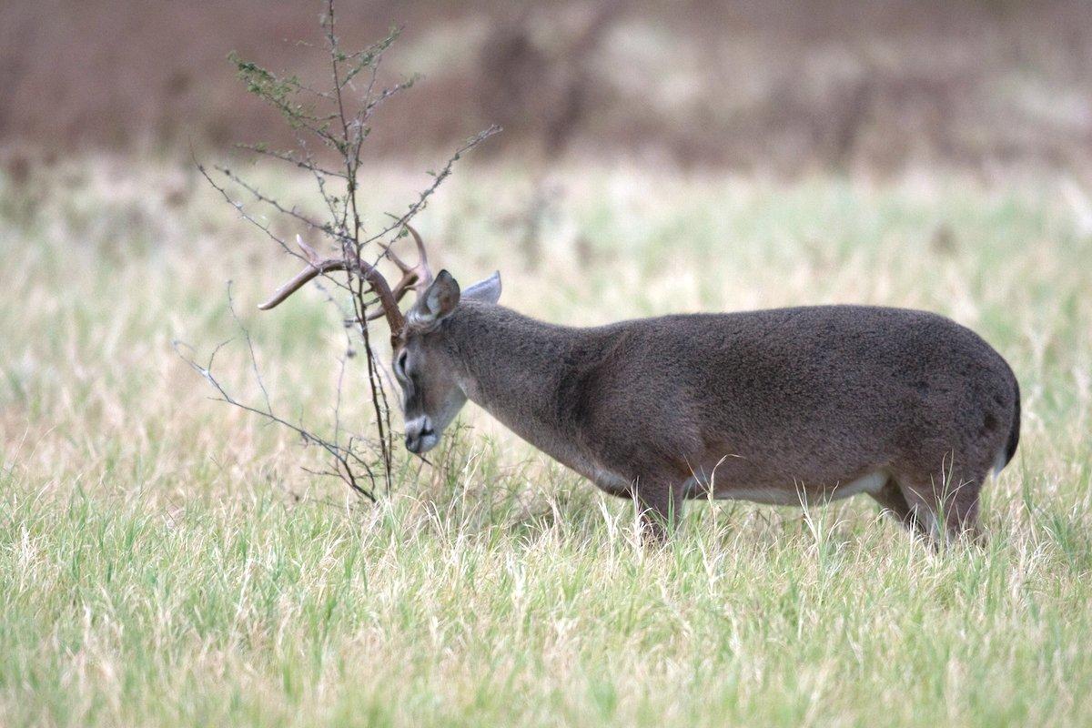 Have you ever killed a pre-rut buck? (Russell Graves photo)