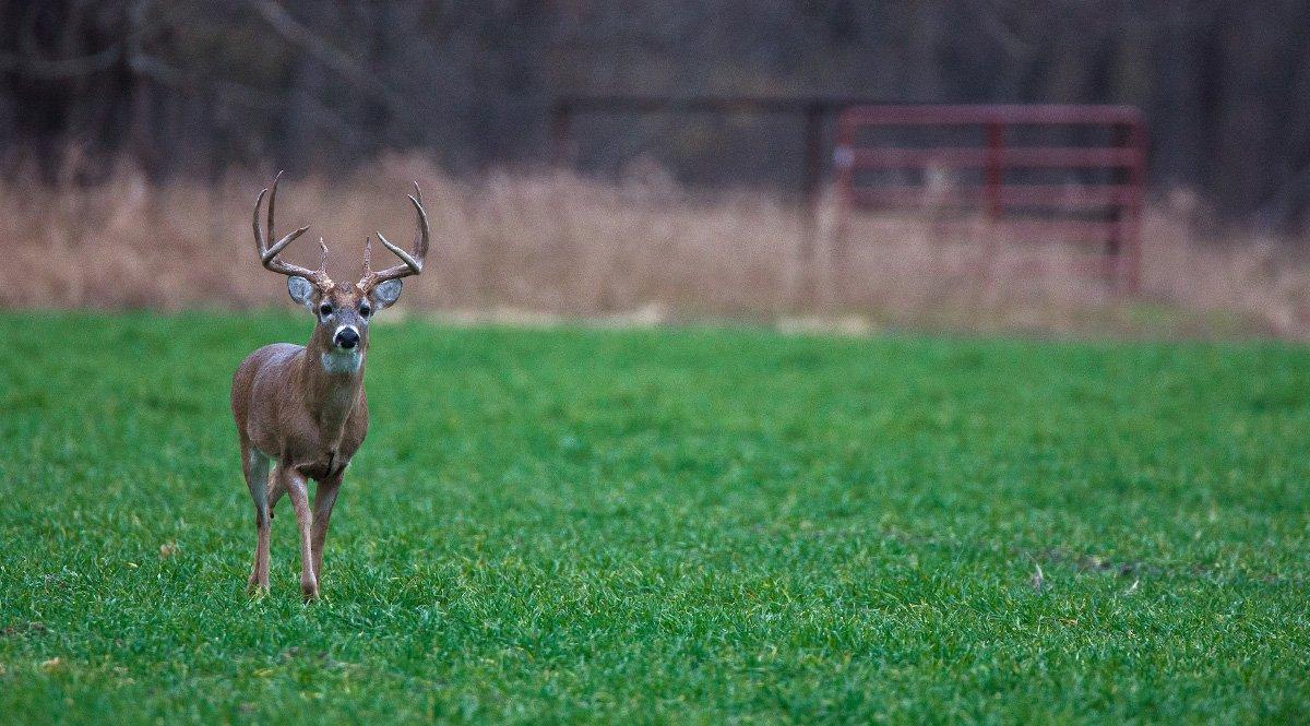 There are a few places you can still kill a deer in February. Don't throw in the towel just yet. (Russell Graves photo)