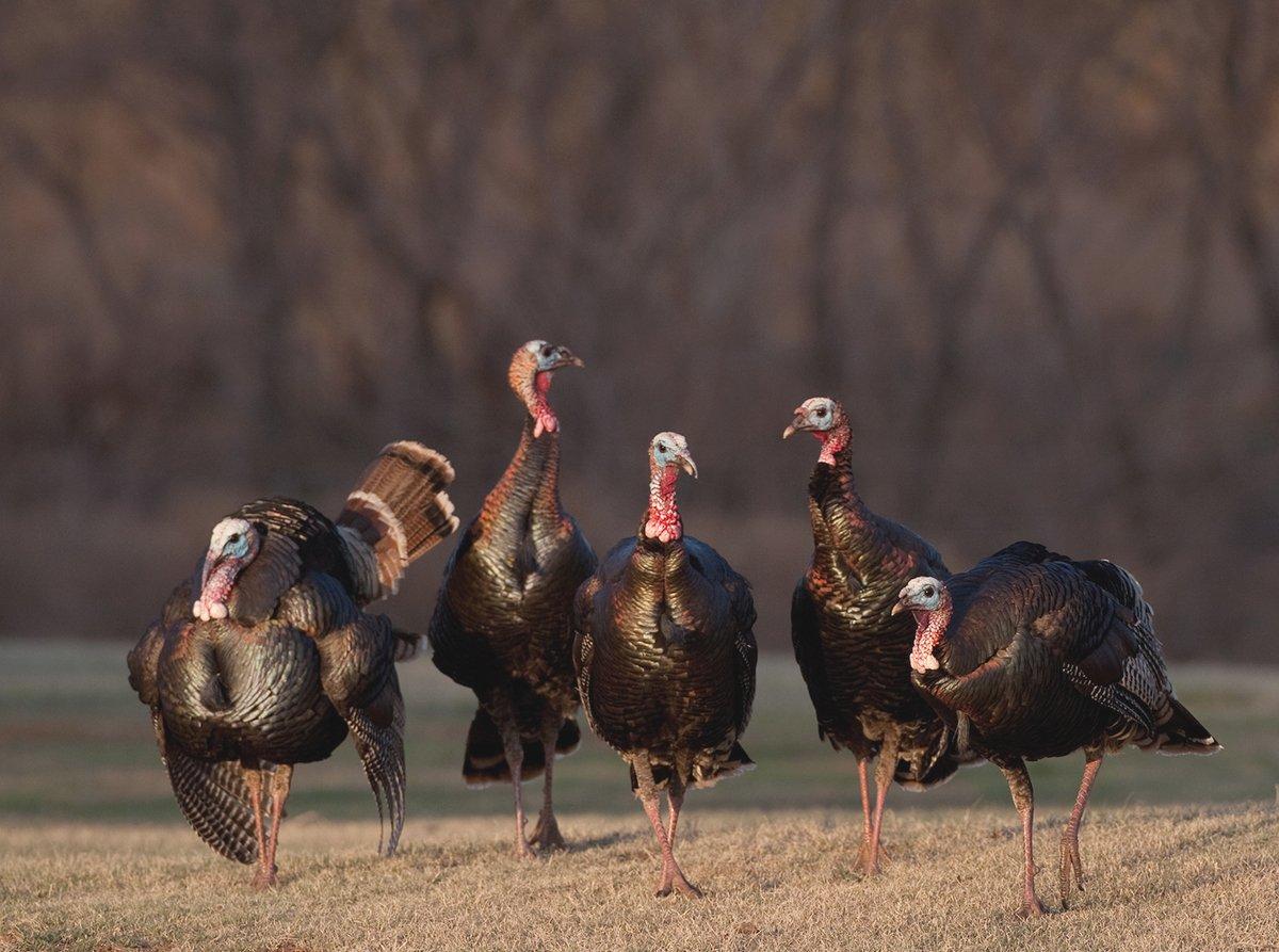 Young gobblers can be fun to hunt, too. (c) Russell Graves photo