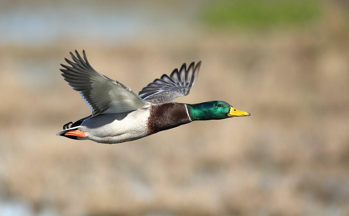 Gliding Crossing Shot
