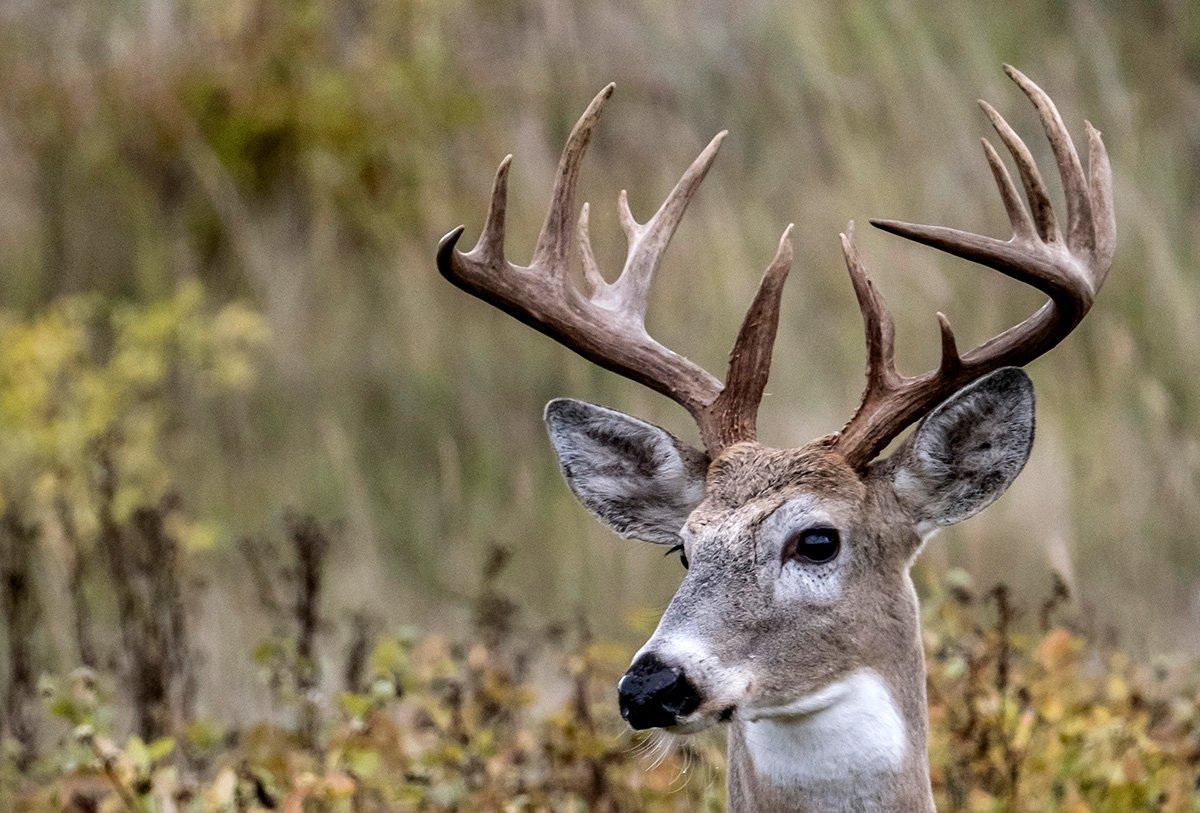 A deer can hear about as well as you can — and humans hear pretty well. Keep it down out there. (John Hafner image)