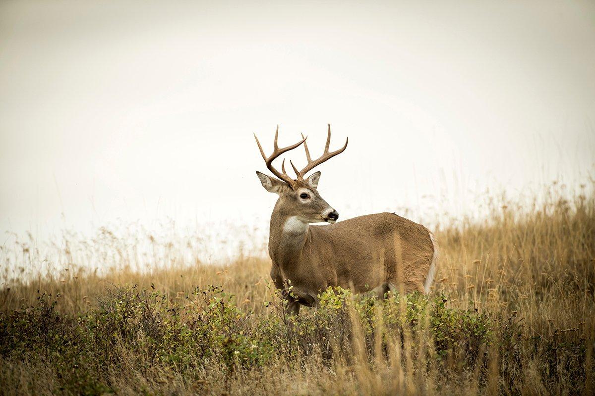 Every buck is its own deer. (John Hafner photo)